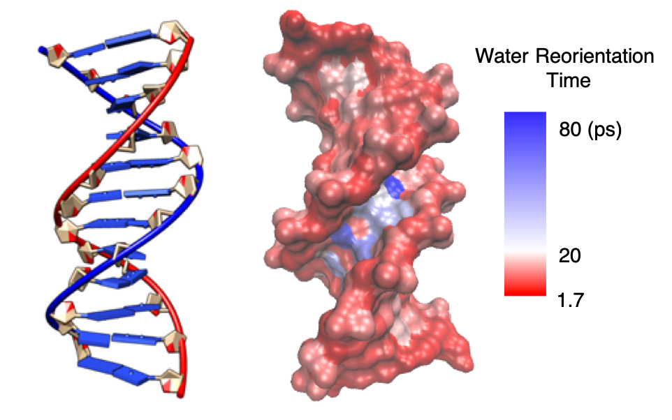 DNA hydration dynamics